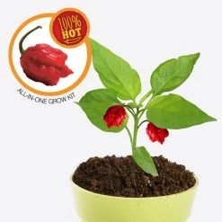 Heebiejeebies Carolina Reaper WorldÂ’s Hottest Chilli All-In-One Grow Kit