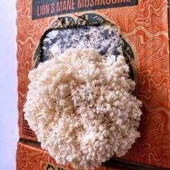 Lifecykel Lions Mane Mushrooms Grow Kit