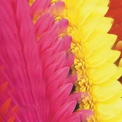 IsAlbi Novelty Gifts For Her Smartphone Clip-on Camera Kaleidoscope