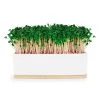 Steady Sticks Urban Greens Microgreens Growing Kit - Pink Kale Foodie 2 Steady Sticks Urban Greens Microgreens Growing Kit - Pink Kale Foodie