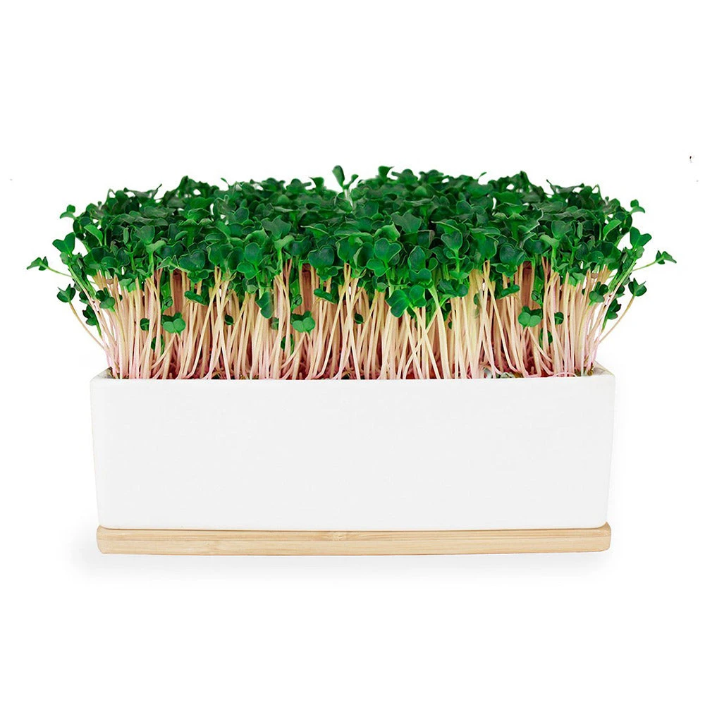 Steady Sticks Urban Greens Microgreens Growing Kit - Pink Kale Foodie 3 Steady Sticks Urban Greens Microgreens Growing Kit - Pink Kale Foodie