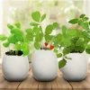 Outliving Science STEM Toys Eggling Lemon Balm Crack & Grow Planter Kit