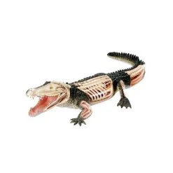 Mdi Crocodile 4D Anatomy Model Science STEM Toys