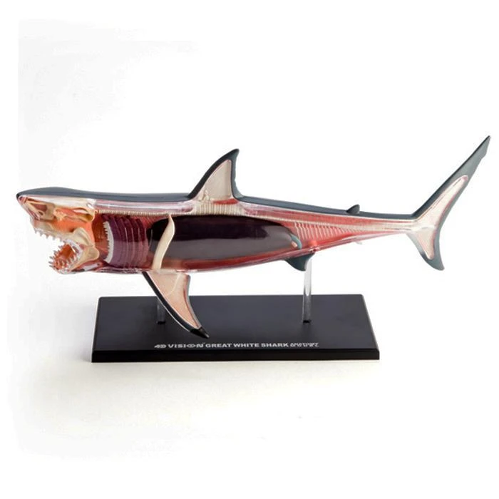 Mdi Science STEM Toys Great White Shark 4D Anatomy Model 4 Mdi Science STEM Toys Great White Shark 4D Anatomy Model