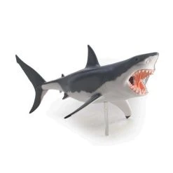 Mdi Science STEM Toys Great White Shark 4D Anatomy Model 13 Mdi Science STEM Toys Great White Shark 4D Anatomy Model