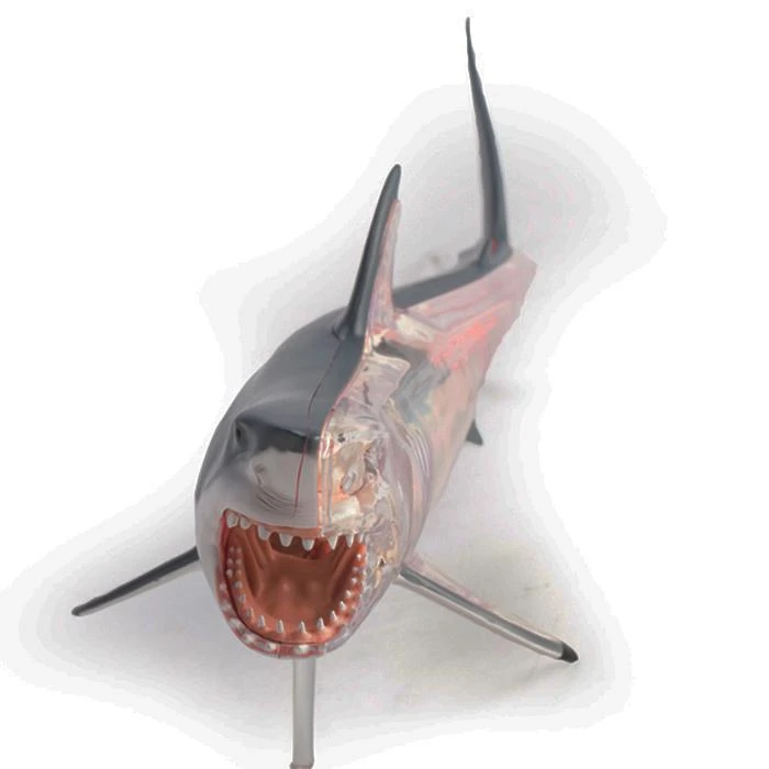 Mdi Science STEM Toys Great White Shark 4D Anatomy Model 6 Mdi Science STEM Toys Great White Shark 4D Anatomy Model