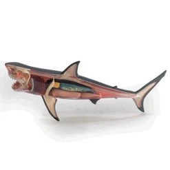 Mdi Science STEM Toys Great White Shark 4D Anatomy Model 15 Mdi Science STEM Toys Great White Shark 4D Anatomy Model