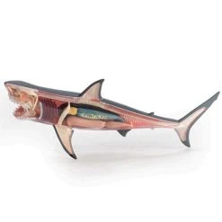 Mdi Science STEM Toys Great White Shark 4D Anatomy Model 17 Mdi Science STEM Toys Great White Shark 4D Anatomy Model