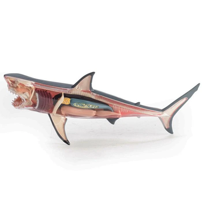 Mdi Science STEM Toys Great White Shark 4D Anatomy Model 9 Mdi Science STEM Toys Great White Shark 4D Anatomy Model
