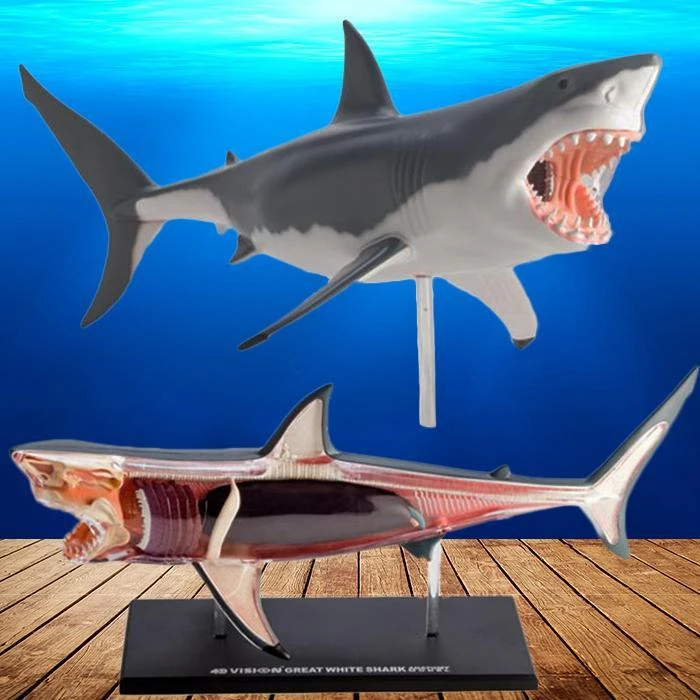 Mdi Science STEM Toys Great White Shark 4D Anatomy Model 3 Mdi Science STEM Toys Great White Shark 4D Anatomy Model
