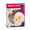 Mdi Human Skull Anatomy Model Puzzle | 4D Science STEM Toys
