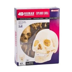 Mdi Human Skull Anatomy Model Puzzle | 4D Science STEM Toys