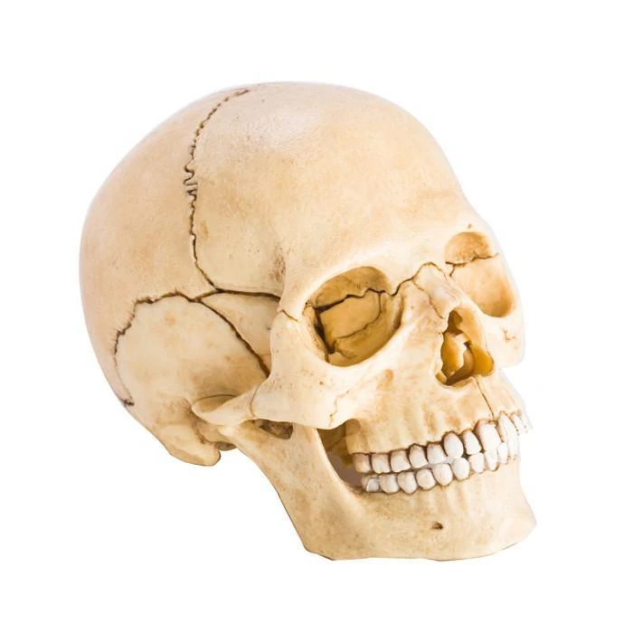 Mdi Human Skull Anatomy Model Puzzle | 4D Science STEM Toys 4 Mdi Human Skull Anatomy Model Puzzle | 4D Science STEM Toys