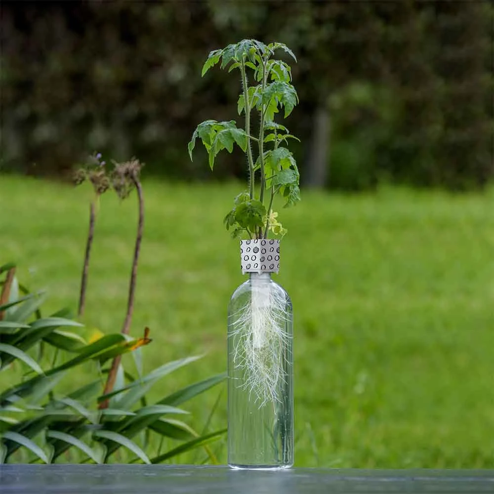 Heebiejeebies Bottle Grower - Tomato Seed 5 Heebiejeebies Bottle Grower - Tomato Seed