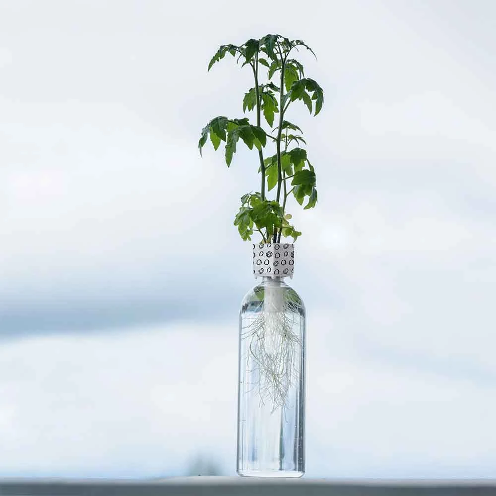 Heebiejeebies Bottle Grower - Tomato Seed 3 Heebiejeebies Bottle Grower - Tomato Seed