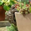Jasnor Bronze Pot Buddies Tortoise
