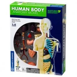 Science & Nature Human Body Anatomy Model Kit Science STEM Toys