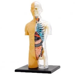 Science & Nature Human Body Anatomy Model Kit Science STEM Toys