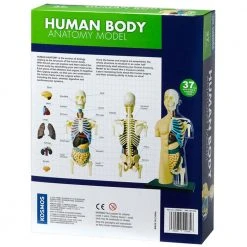 Science & Nature Human Body Anatomy Model Kit Science STEM Toys