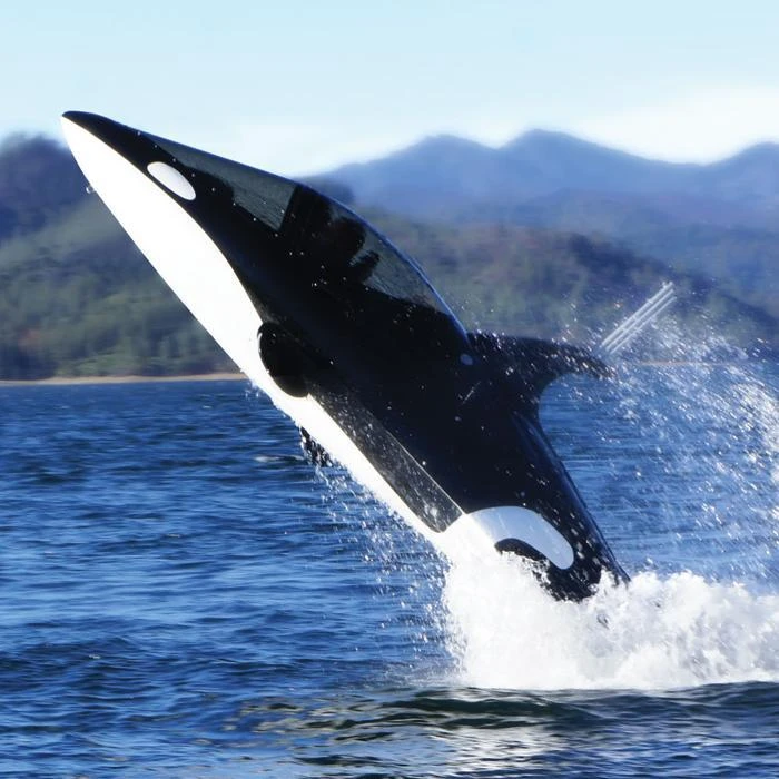 WTF Killer Whale Submarine Everything 3 WTF Killer Whale Submarine Everything