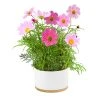 Steady Sticks Gifts For Sisters Mixed Dwarf Cosmos Flower Growing Kit
