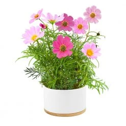 Steady Sticks Gifts For Sisters Mixed Dwarf Cosmos Flower Growing Kit