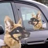 ThumbsUp! Mens Novelty Gifts Ride With Goggle Dog Car Window Decal