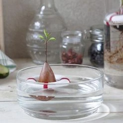 Optoco Seed Guard - Grow Your Own Avocados!